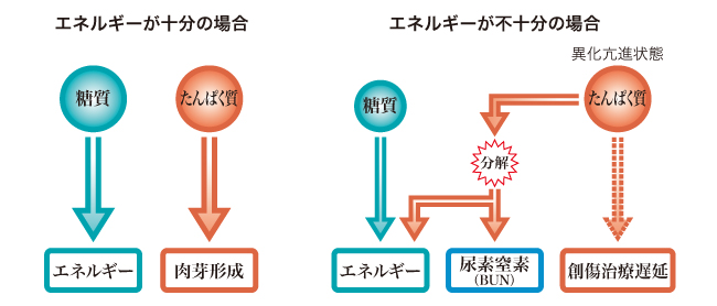  Part2．褥瘡の改善に必要な栄養素――代謝の知識とともに学ぶ(全4回②)｜かんかん！ -看護師のためのwebマガジン by 医学書院- Bildidee 